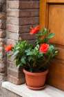 Italy-Tuscany-San Gimignano Red hibiscus flower in a pot on the doorstep of a home in San Gimignano Art Print